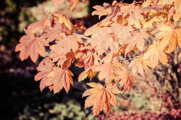 Colorful leaves of a Japanese maple tree in golden autumn season. Stylized photography, vibrant colors. Beauty of fall season