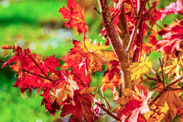 Colorful leaves of a Japanese maple tree in golden autumn season. Stylized photography, vibrant colors. Beauty of fall season