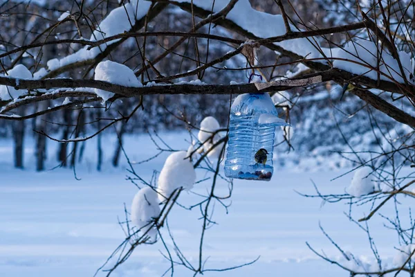 Tomtit bird and a bird feeder, made from a plastic water balloon in a park. Support birds and animals during the cold winter season