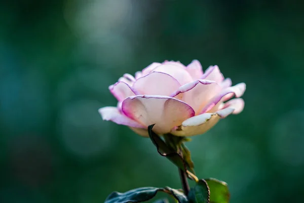 Pink rose flower against dark smooth blurry background. Beautiful floral summer scene. Free space to enter text