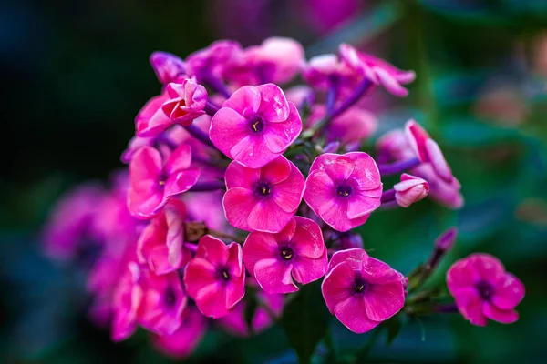 Bunch of dark pink or purple phlox flowers against the dark green background. Stylized low key photography.