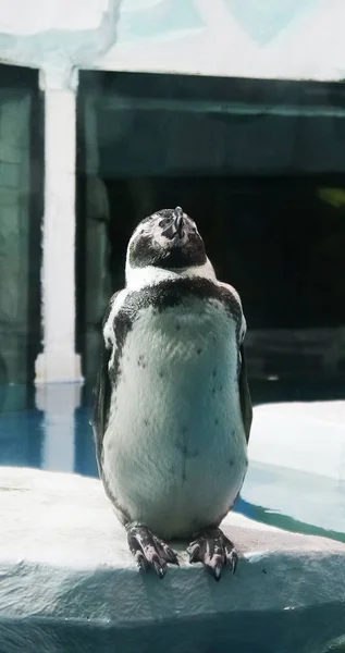 Pingwin Stoi Uwadze Zamkniętymi Oczami Zoo — Zdjęcie stockowe