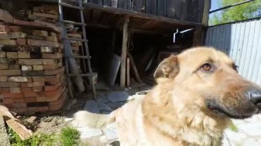 komik köpek karnını kaşımak isteyen çalış