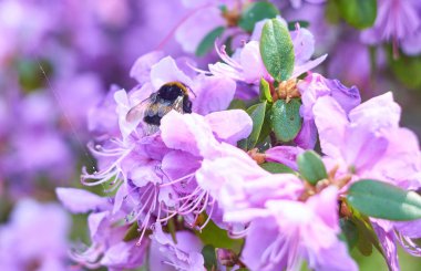 Bumblebee güneşli bir günde mor Rhododendron Bush polenleyen