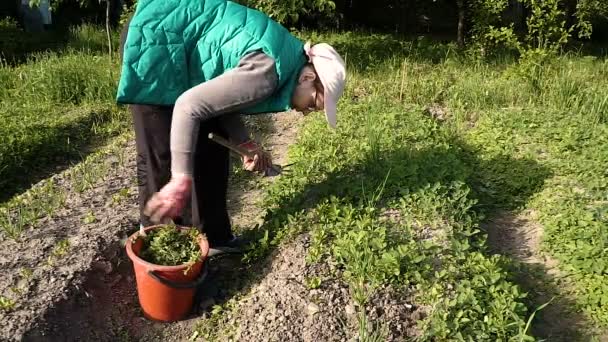 緑のベストを着た女性が庭のベッドを雑草にする — ストック動画