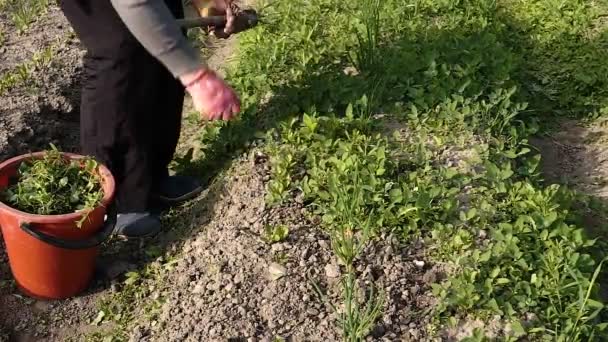 A woman in a green vest weeds a garden bed — Stock Video