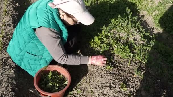 Een vrouw in een groen vest onkruid een tuin bed — Stockvideo