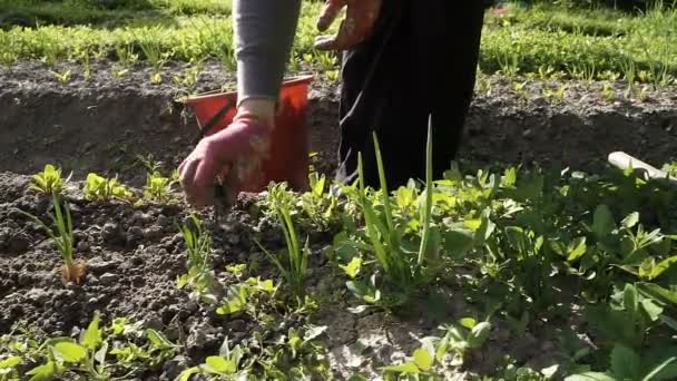 A woman in a green vest weeds a garden bed — Stock Video