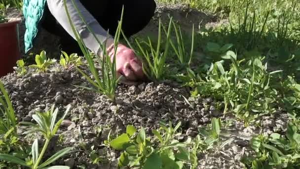 Žena v zelené vestě plevel do zahradní postele — Stock video
