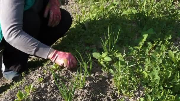 Una donna in un gilet verde erbaccia un letto da giardino — Video Stock