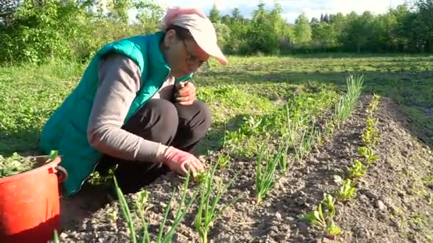 A woman in a green vest weeds a garden bed — Stock Video