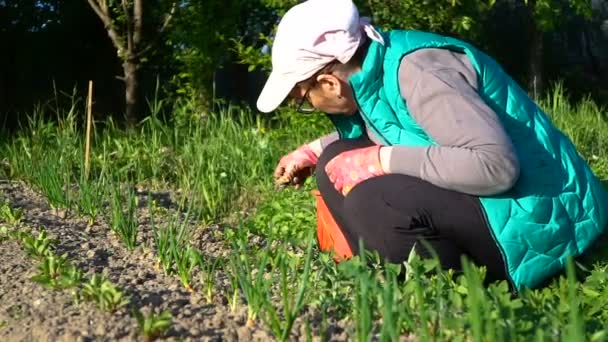 En kvinna i en grön väst ogräs en trädgård säng — Stockvideo