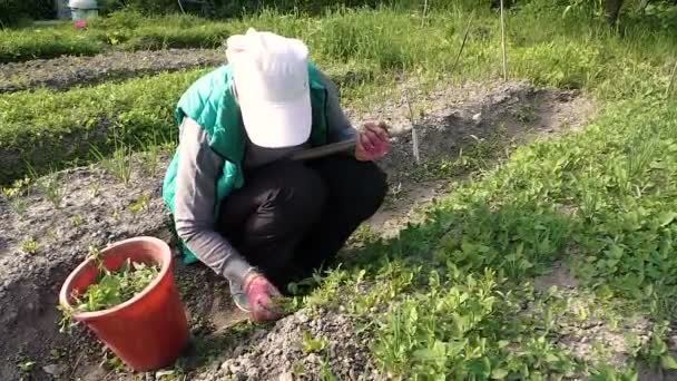 Una mujer en un chaleco verde maleza una cama de jardín — Vídeo de stock