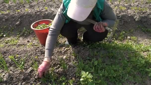 En kvinna i en grön väst ogräs en trädgård säng — Stockvideo