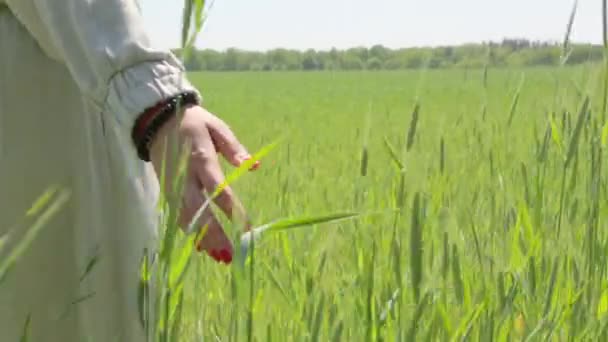 De Hand van het tarweveld meisje — Stockvideo