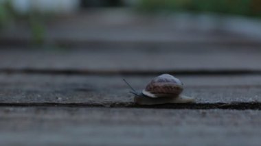 Salyangoz bahçede akşam saatlerinde tarar.