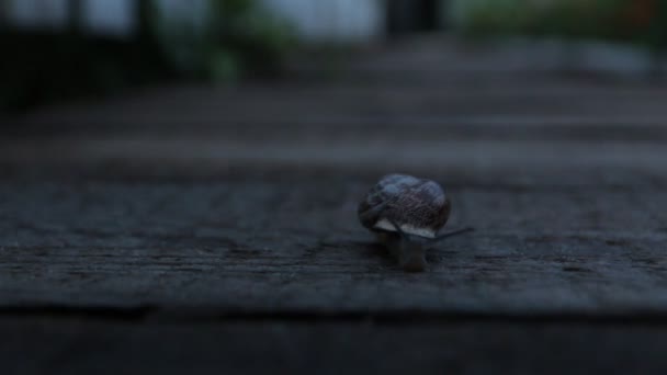 Die Schnecke Krabbelt Abends Garten — Stockvideo