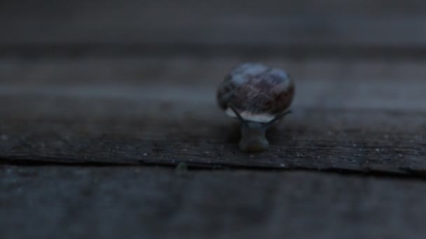 L'escargot rampe dans le jardin le soir 