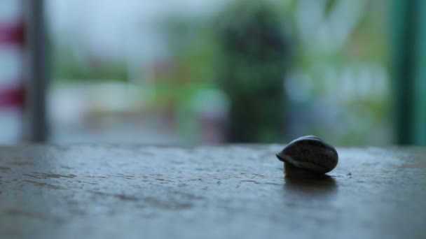 Caracol Arrastra Jardín Por Noche — Vídeos de Stock