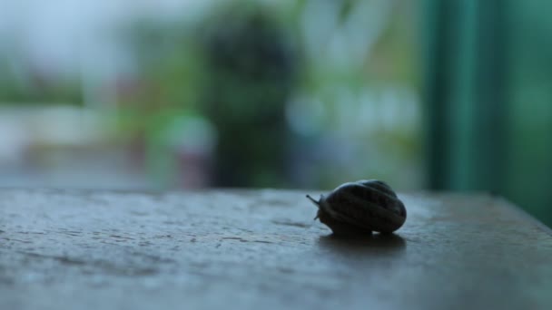 晚上蜗牛在花园里爬行 — 图库视频影像