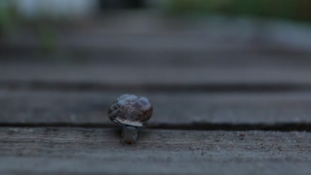 夜の庭でカタツムリ クロール — ストック動画