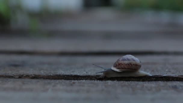 Die Schnecke Krabbelt Abends Garten — Stockvideo