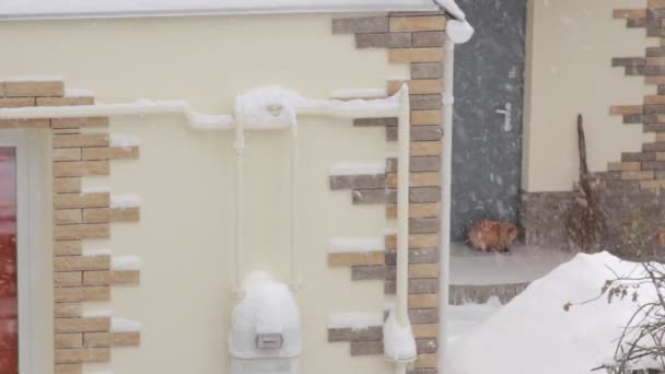 Kot pod śniegiem — Wideo stockowe