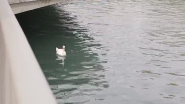 Kuğu yüzme köprü boyunca