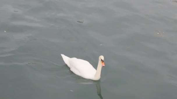 Лебедь Poops в реку — стоковое видео