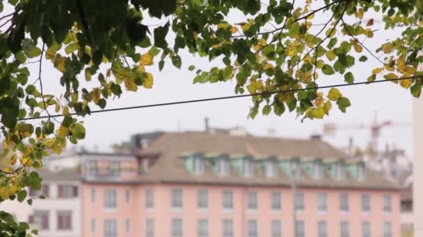 Feuilles d'arbre Bâtiment Contexte — Video