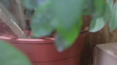 Kırmızı mısır yılan Terrarium