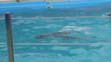 Yunuslar havuzundan ortaya