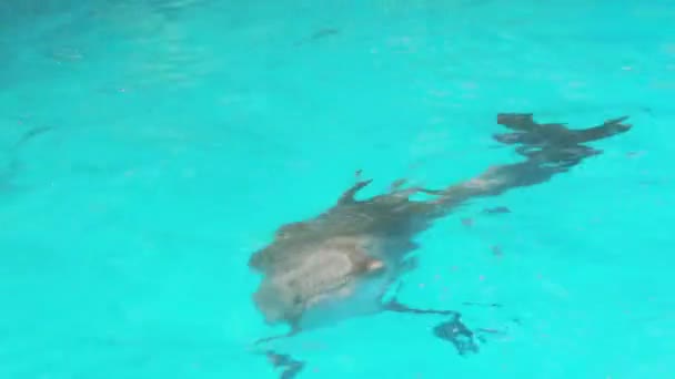 Delfino in piscina Primo piano — Video Stock