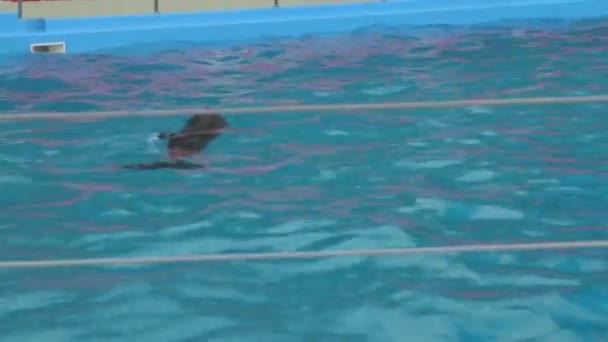 Weibchen mit Delfinbaby im Pool — Stockvideo