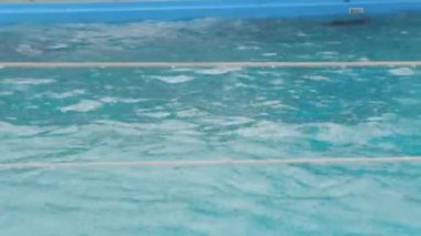 Yağmurda yüzmek yunus balığı