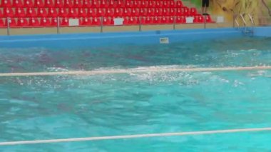 Eğitimli yunuslar yüzmek