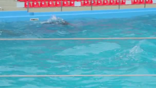Un delfín en la piscina — Vídeos de Stock