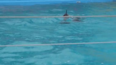 Yunus yağmurda yüzüyor