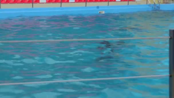 Un dauphin nage dans la piscine — Video