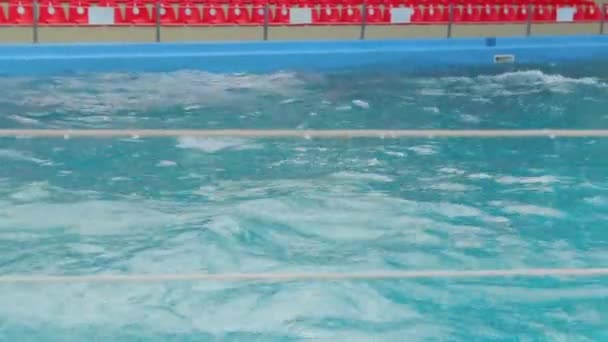 海豚在雨中游泳 — 图库视频影像