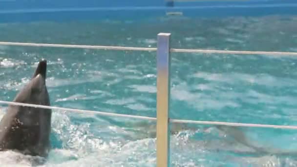 Três golfinhos treinados nadando — Vídeo de Stock