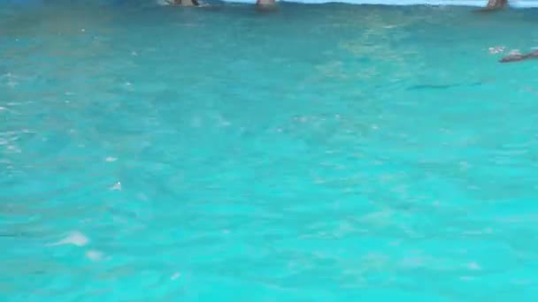 Bébi delfin a medencében — Stock videók