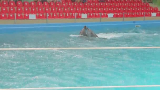 Delfines Pareja Natación — Vídeos de Stock