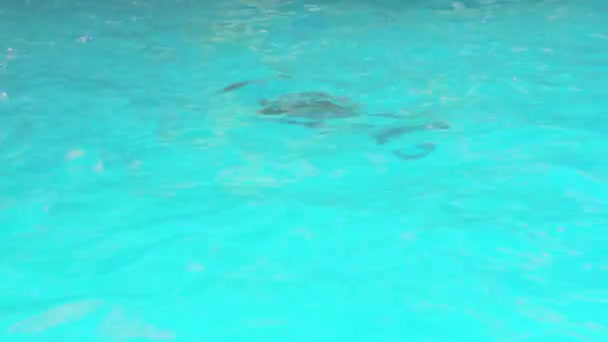 Плавание на дельфине и самке — стоковое видео