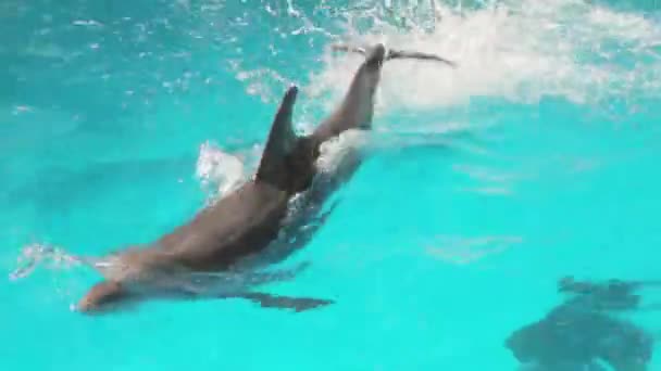 Golfinho treinado Nadar — Vídeo de Stock