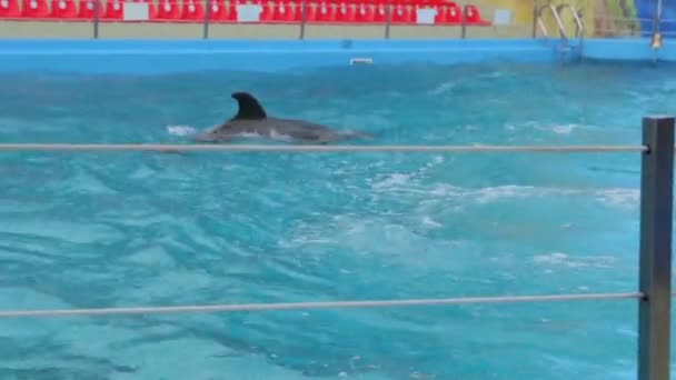 Los delfines en la piscina — Vídeos de Stock