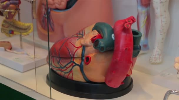 Model Of Human Heart — Stock Video