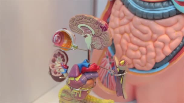 Model ludzkiego mózgu — Wideo stockowe