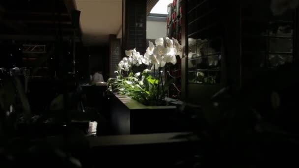 Дизайн белых орхидей — стоковое видео