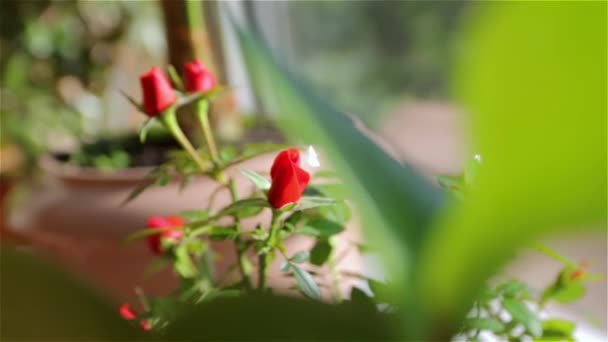 Розы в цветочном горшке — стоковое видео